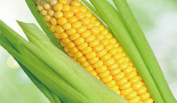 陶瓷膜应用：：：生物、、医药行业